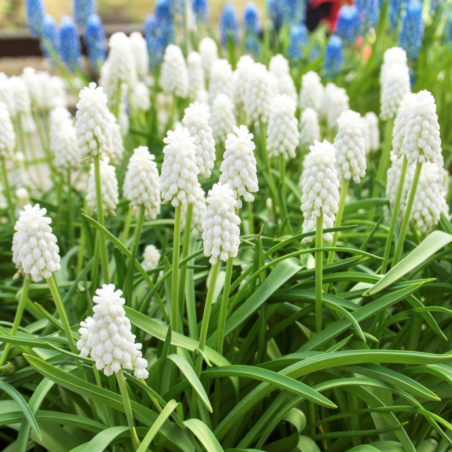 Grape Hyacinth Siberian Tiger blooming in a garden