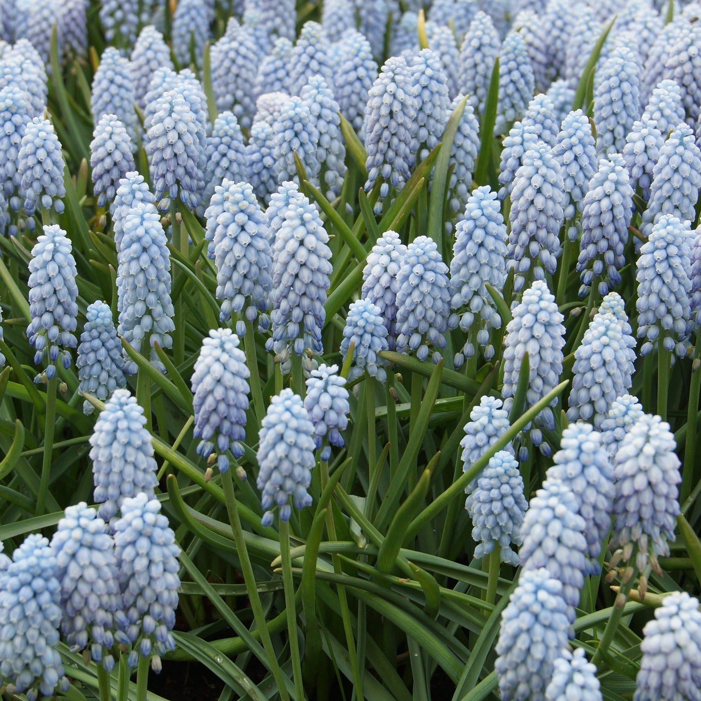 light lavender blooms of grape hyacinth valerie finnis