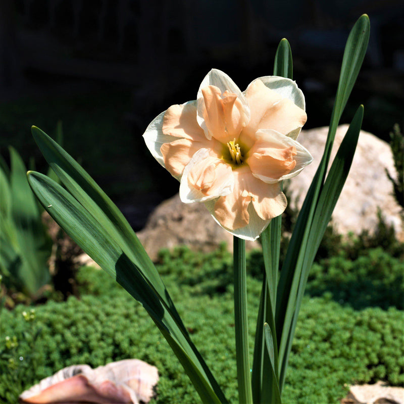 Sun Soaked Narcissus Apricot Whirl