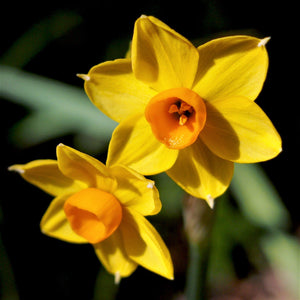Yellow and Orange Baby Boomer Daffodil
