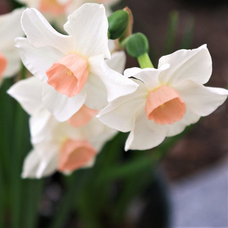 Pink and White Daffodils