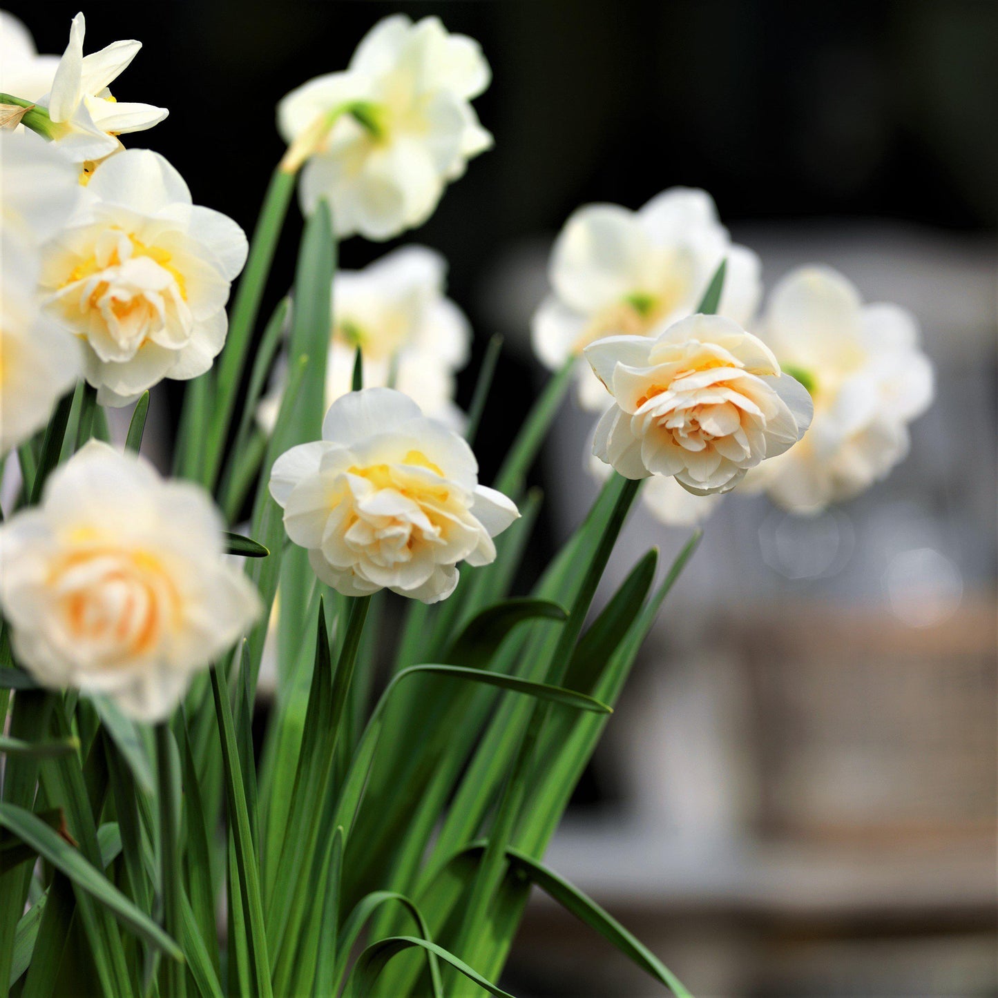 White Narcissus Bridal Crown