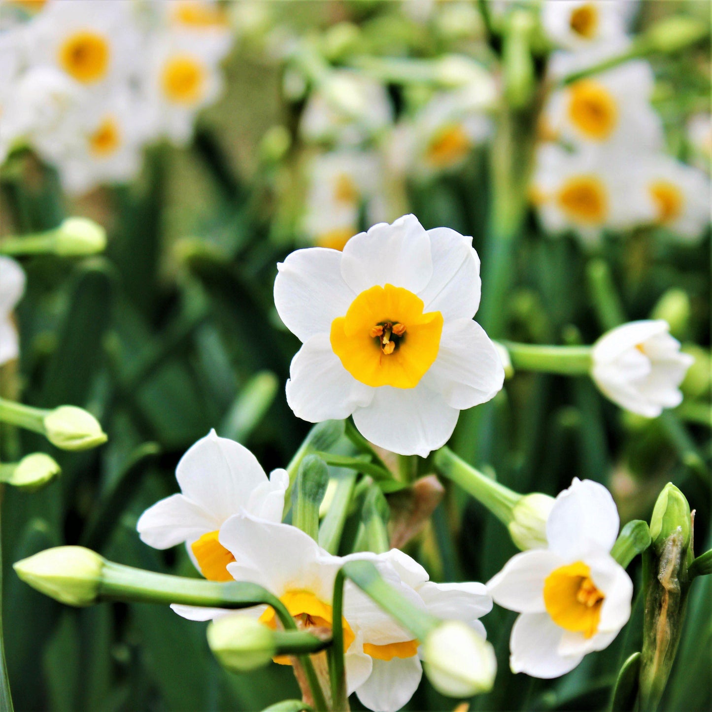 White and Bold Yellow Daffodil
