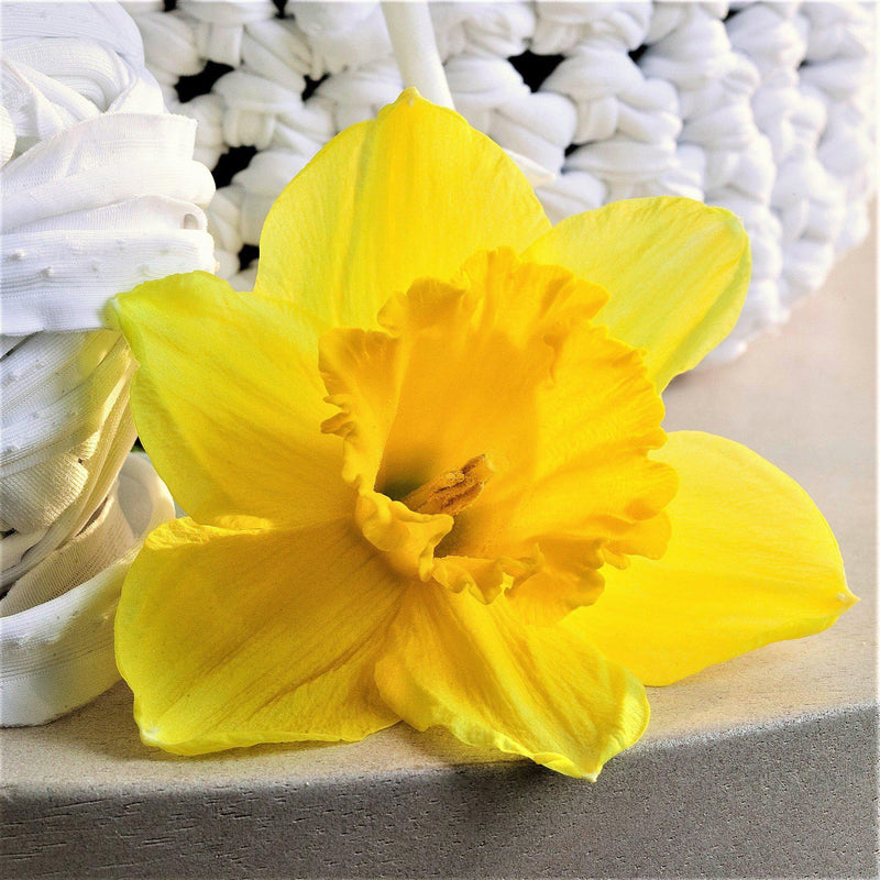 A Single Cut Carlton Daffodil