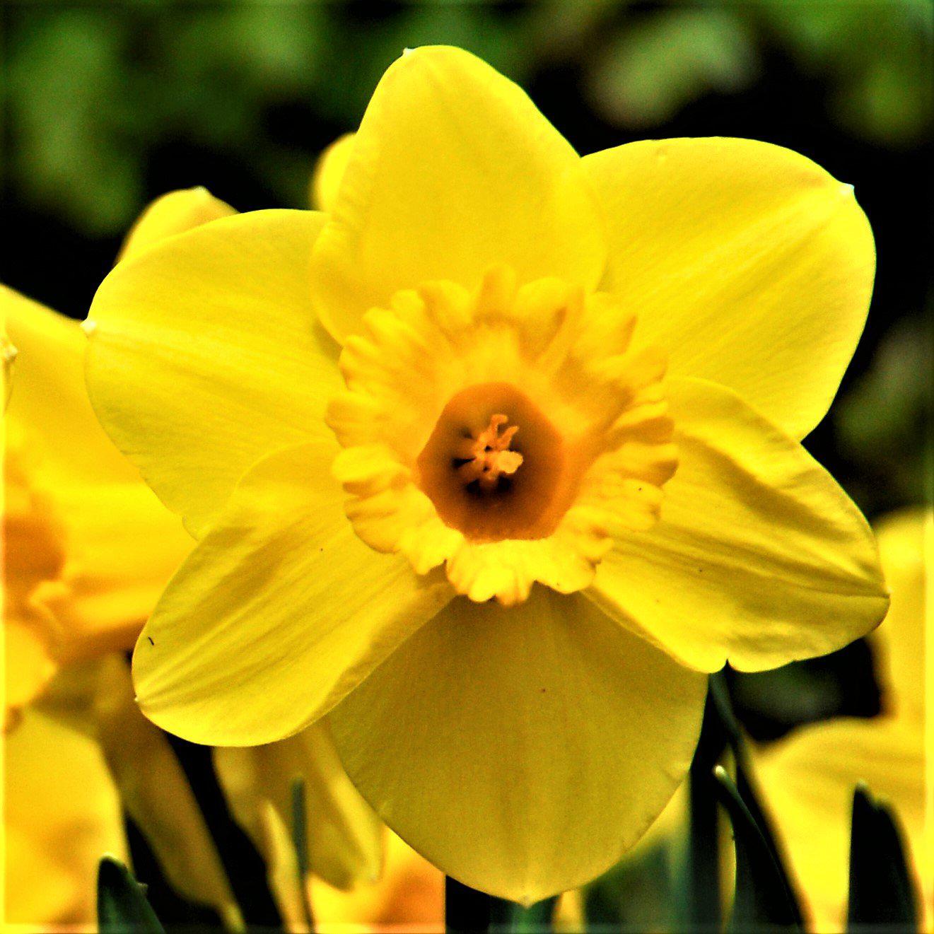 Sunny Yellow Daffodil