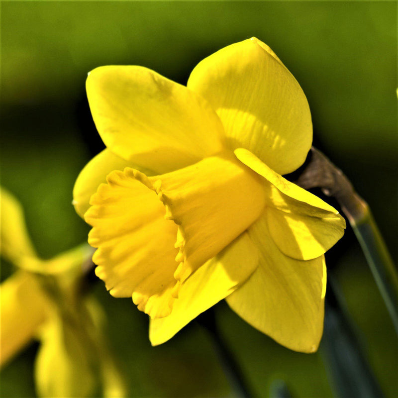 Yellow Carlton Narcissus