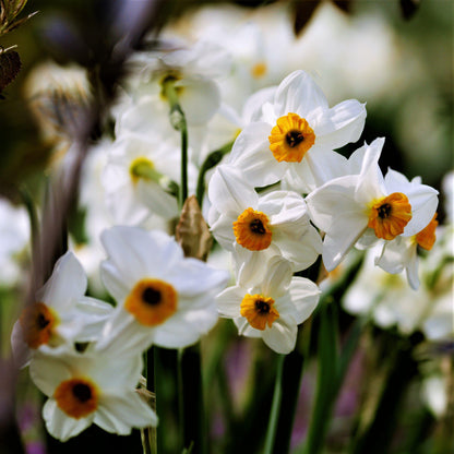 A Grouping of White and Orange Narcissus Geranium Blooms