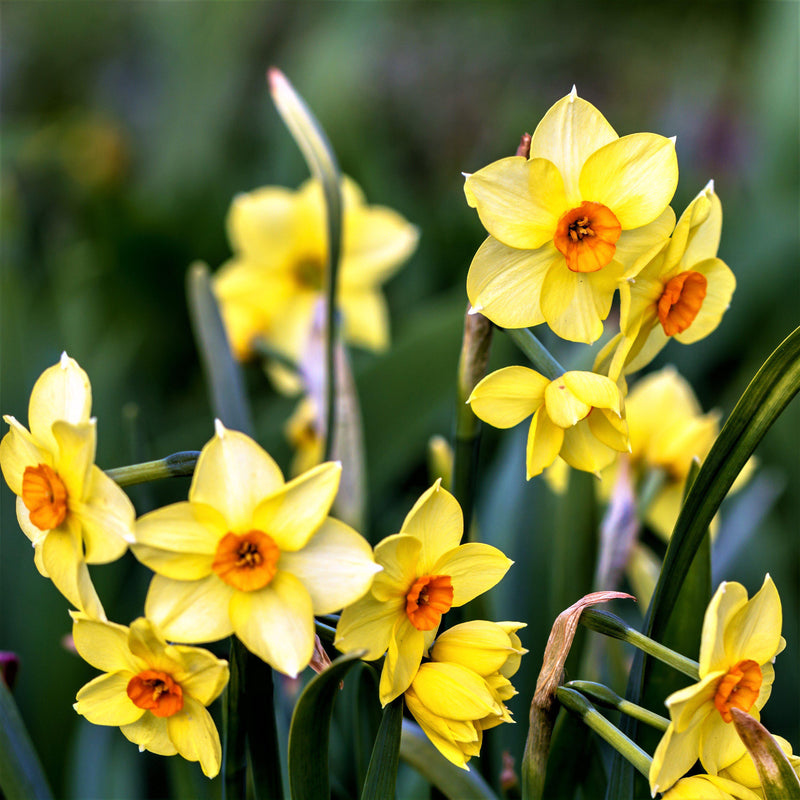 A Cluster of Yellow Daffodils