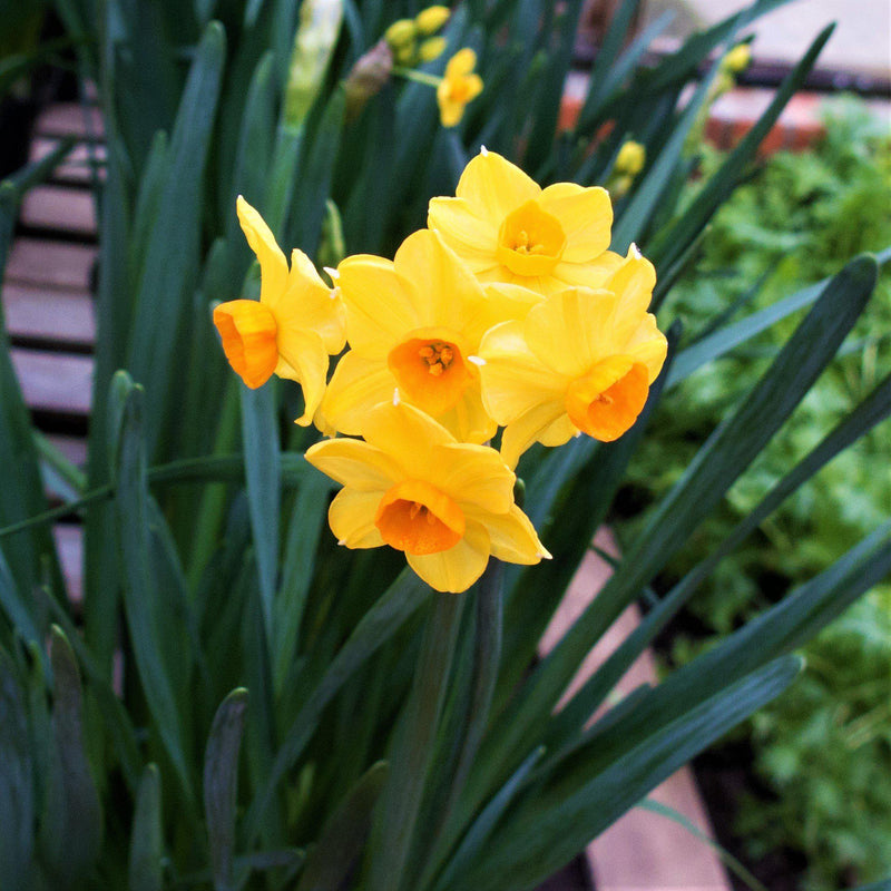 Yellow Narcissus Blooms
