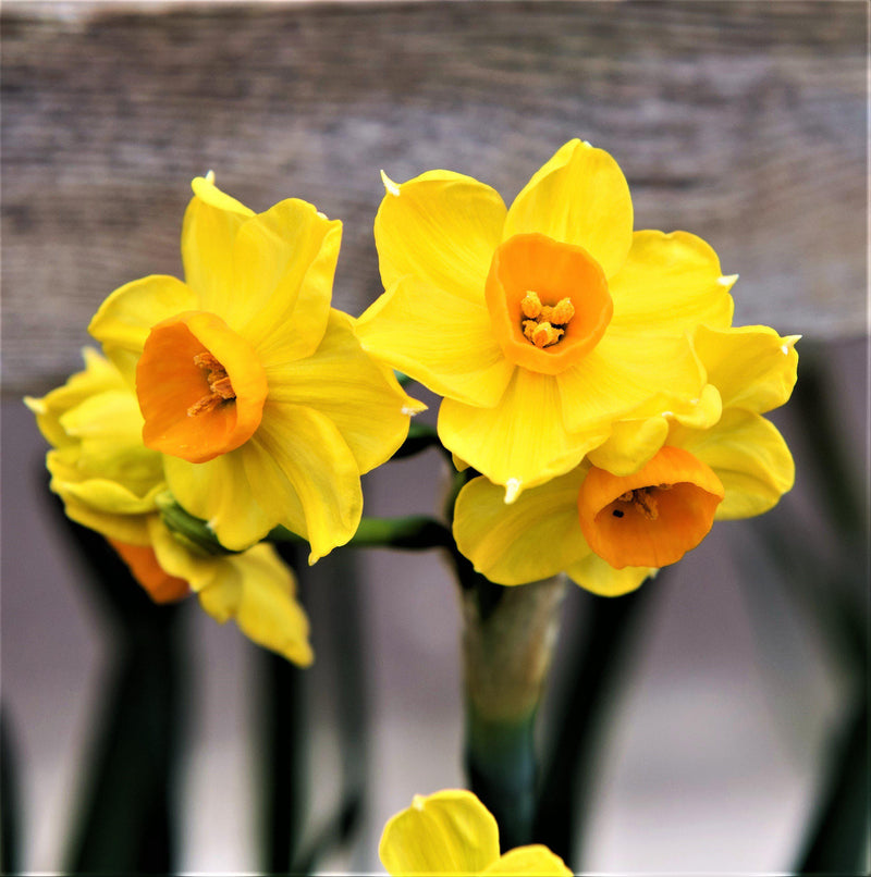 Bright Yellow and Orange Narcissus Trio