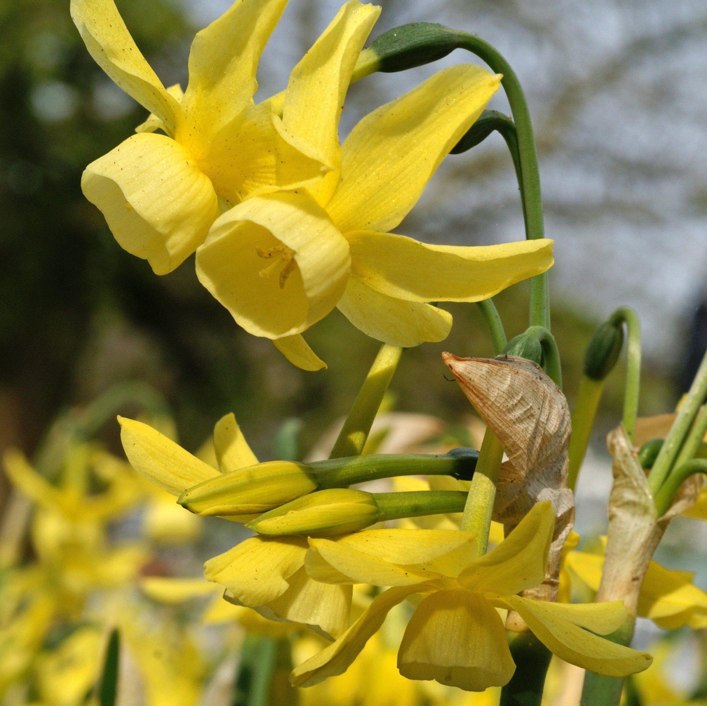 Soft Yellow Narcissus Blooms