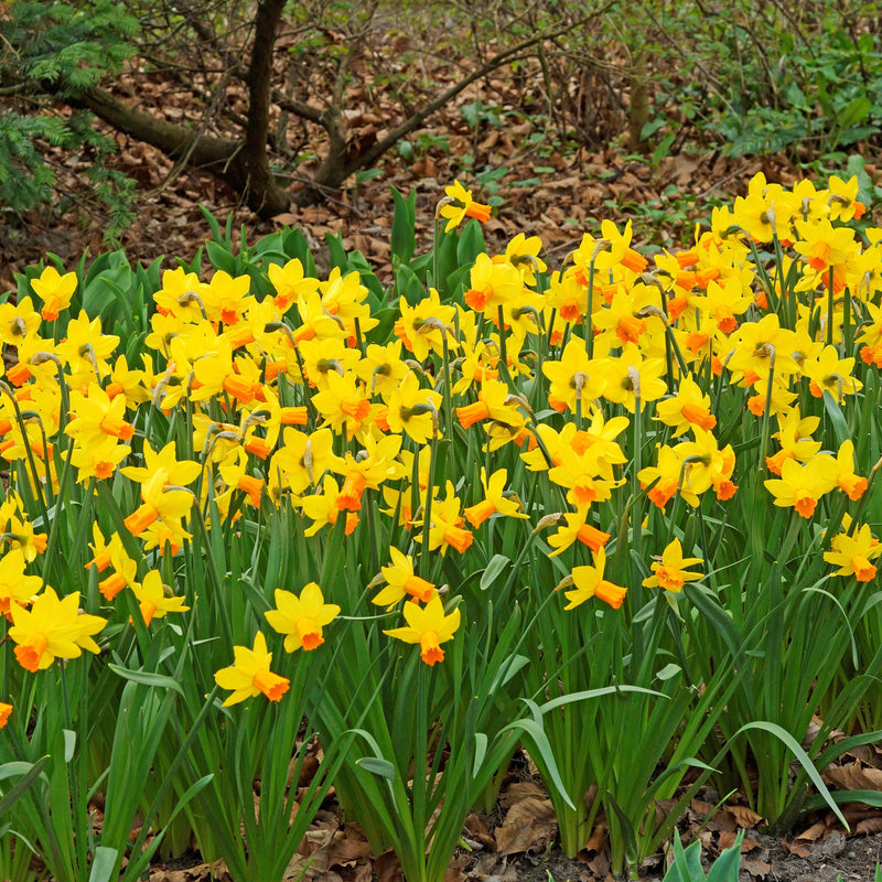 Ample Yellow and Orange Daffodils