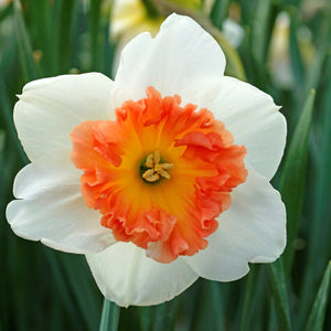 White and Coral Pink Narcissus Precocious