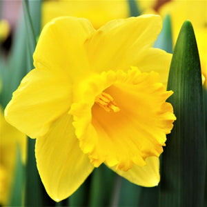 Vibrant Yellow Narcissus Quail Bloom
