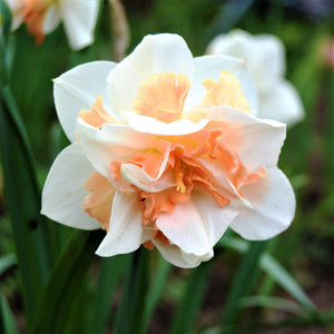 Multi-Hued Narcissus Replete