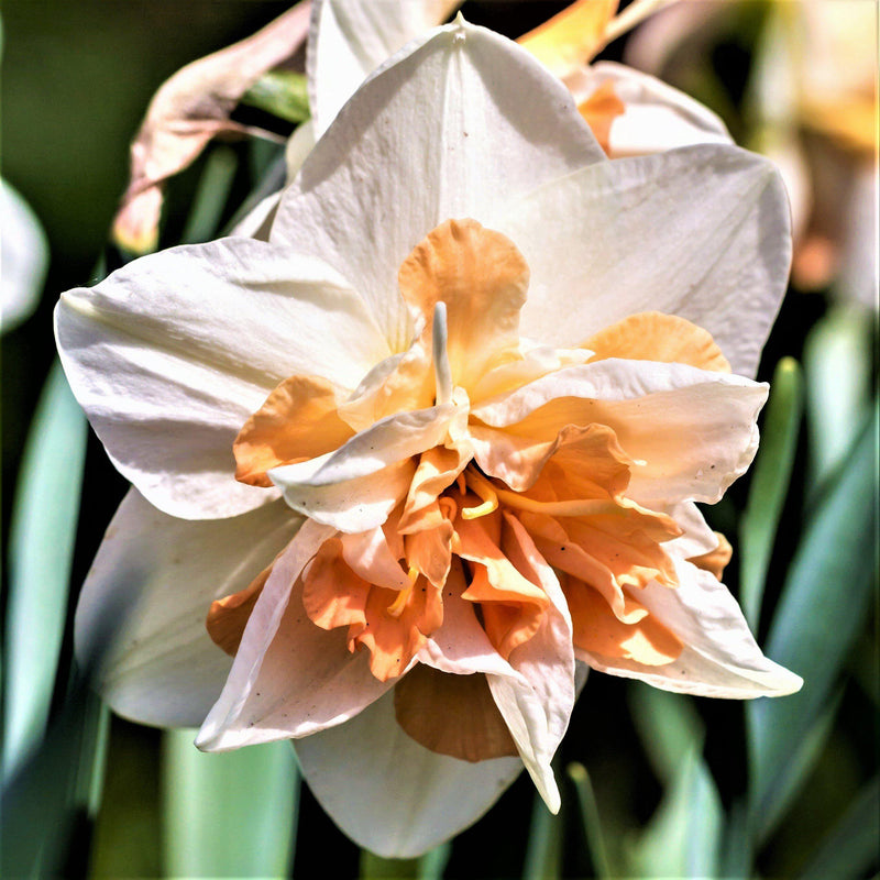 Pretty Narcissus Replete