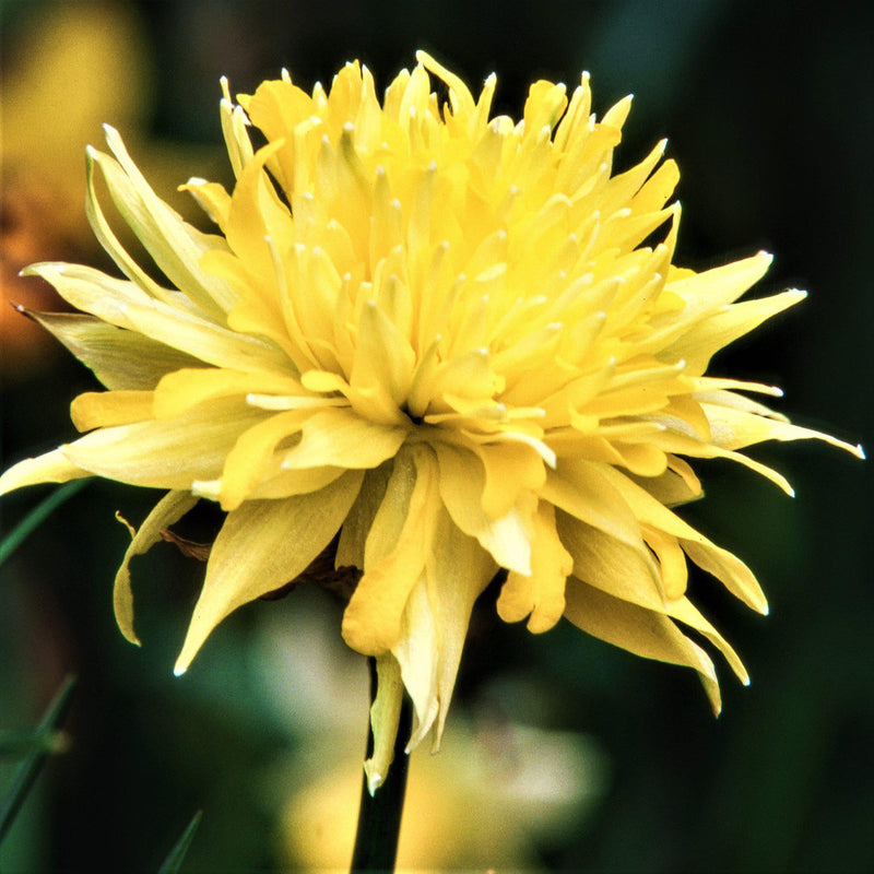 Spiky-Petaled Yellow Daffodil