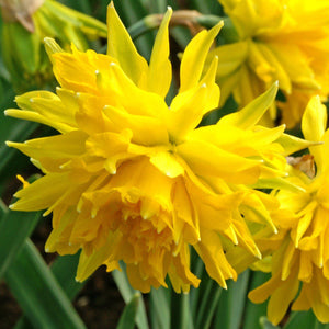 Golden Yellow Narcissus Rip Van Winkle