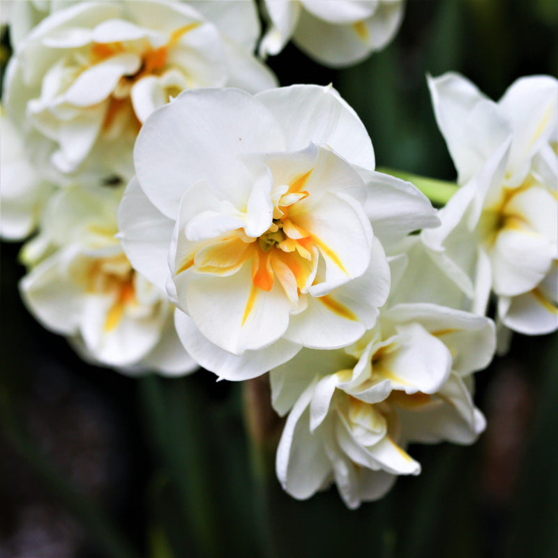 A Multitude of Sir Winston Churchill Narcissus Blooms