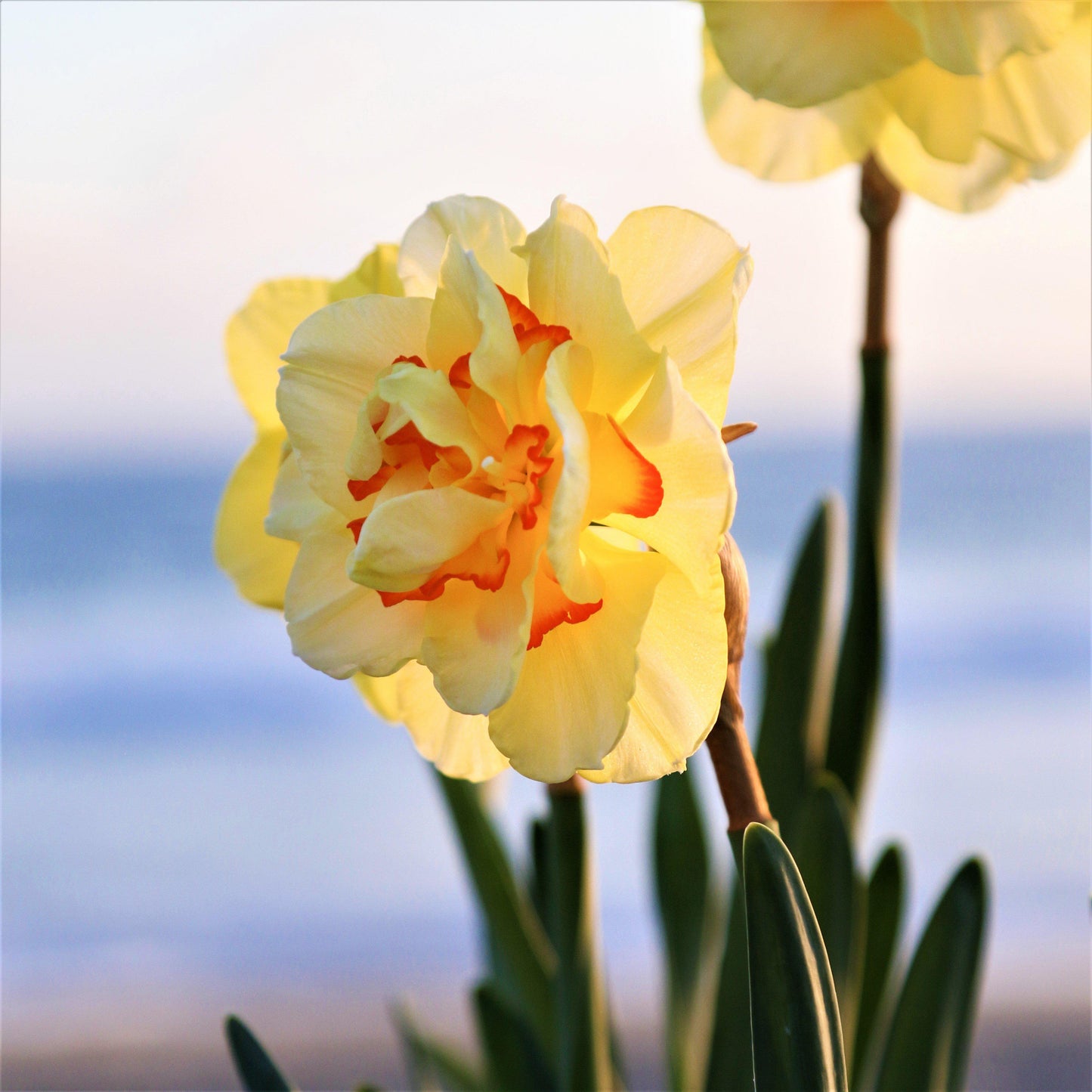 Yellow and Orange Tahiti Bloom