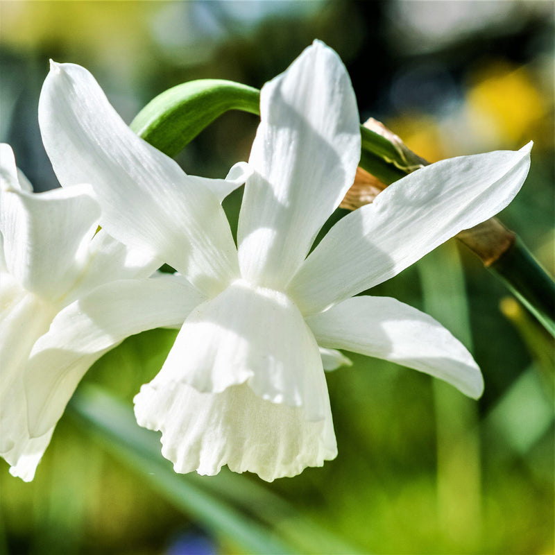Crisp White Narcissus Thalia