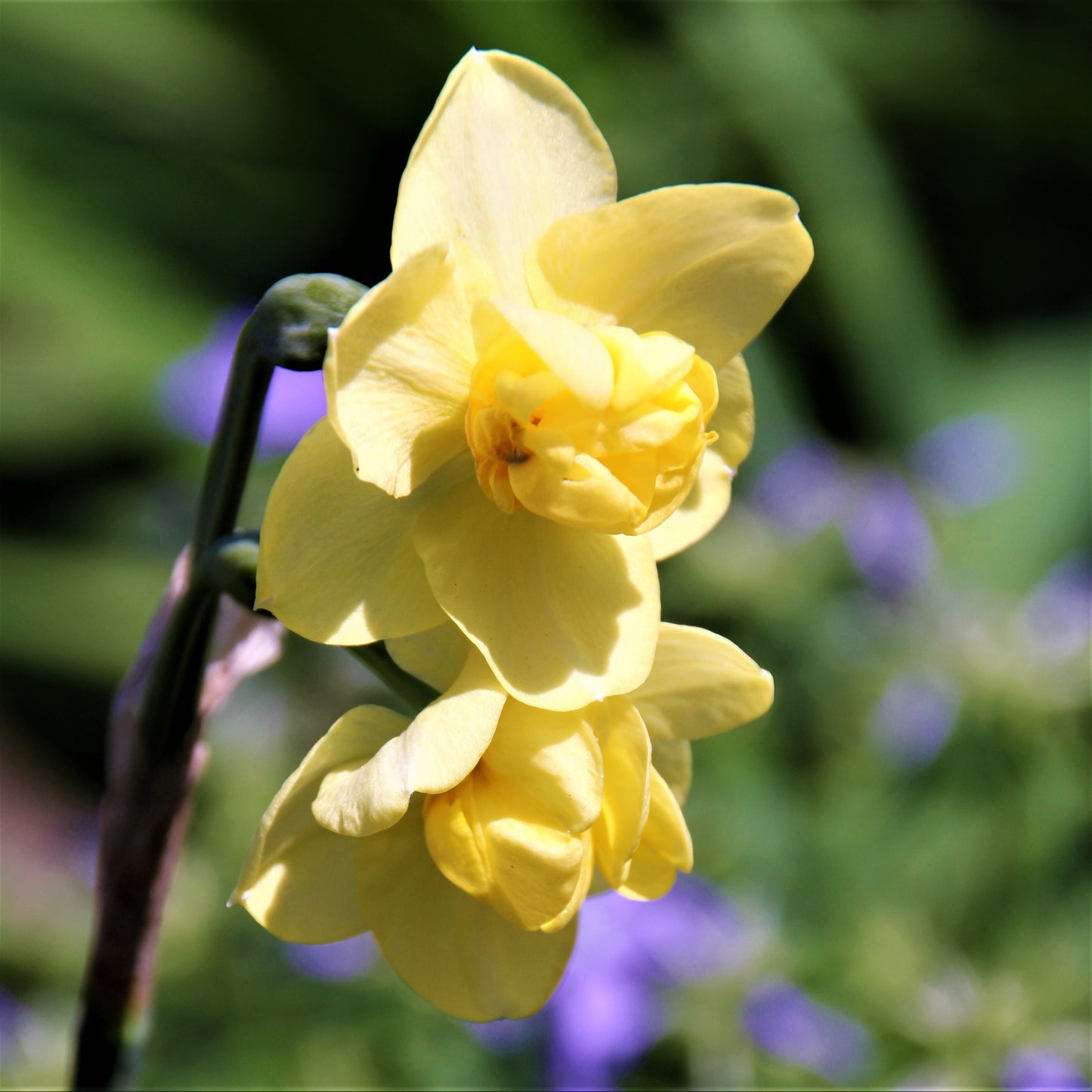 Buttery Yellow Daffodil Blooms