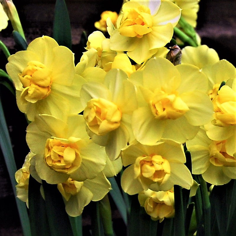 Sunny Yellow Daffodils