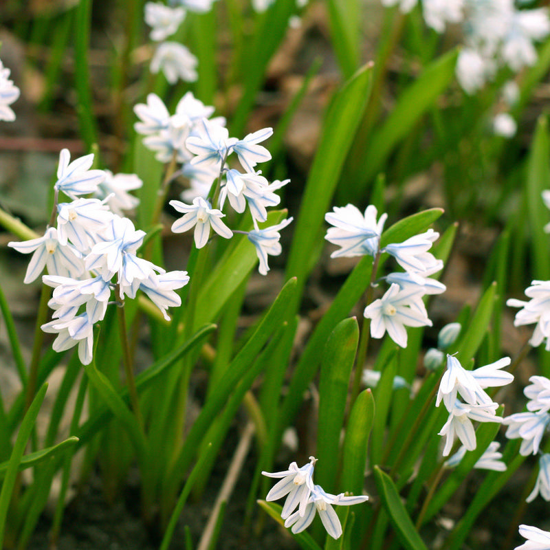 Field of multiple striped squill