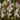  Pink Scilla Bifolia Flower Bulbs