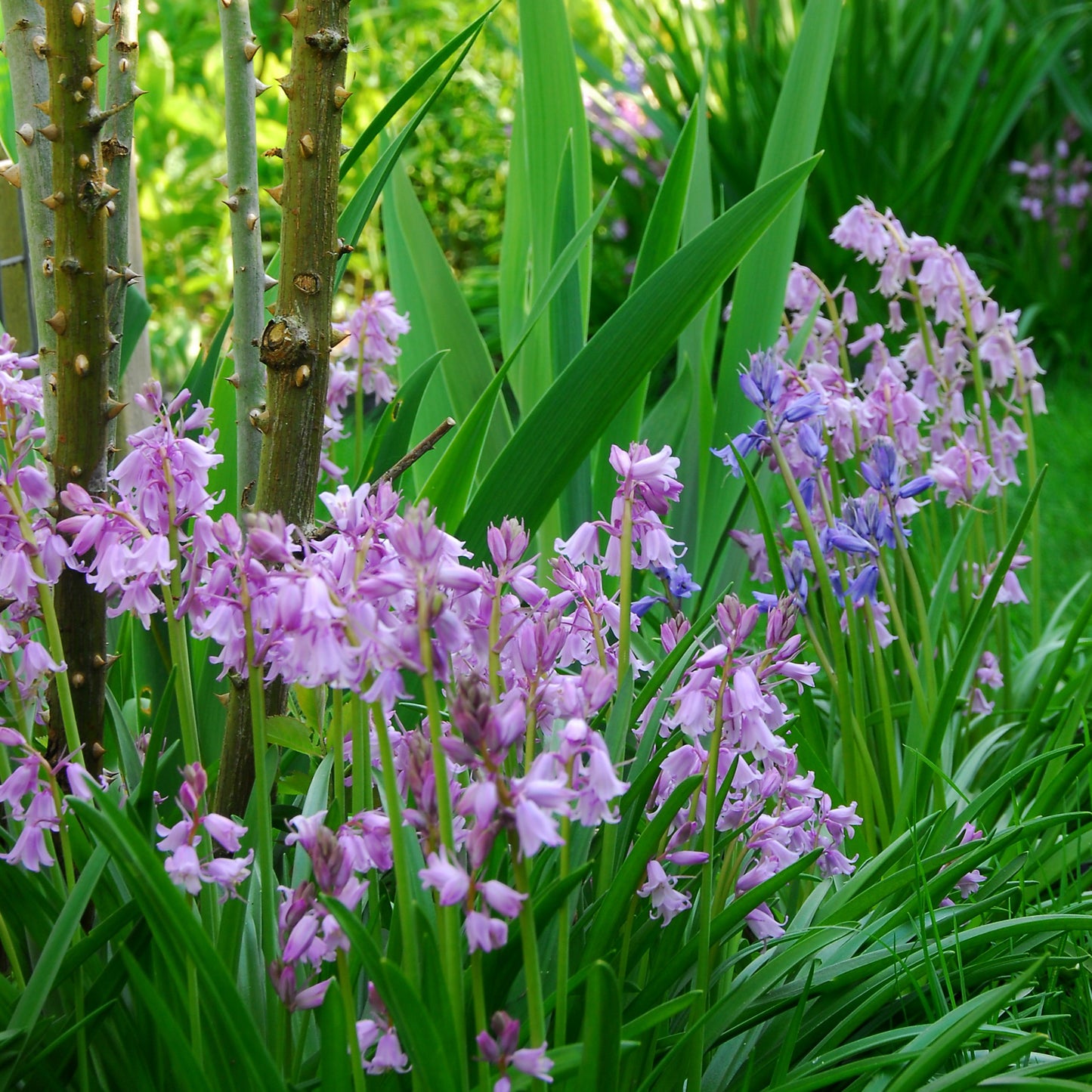 Spanish Bluebells - Hyacinthoides Pink