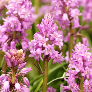 Spanish Bluebells - Hyacinthoides Pink