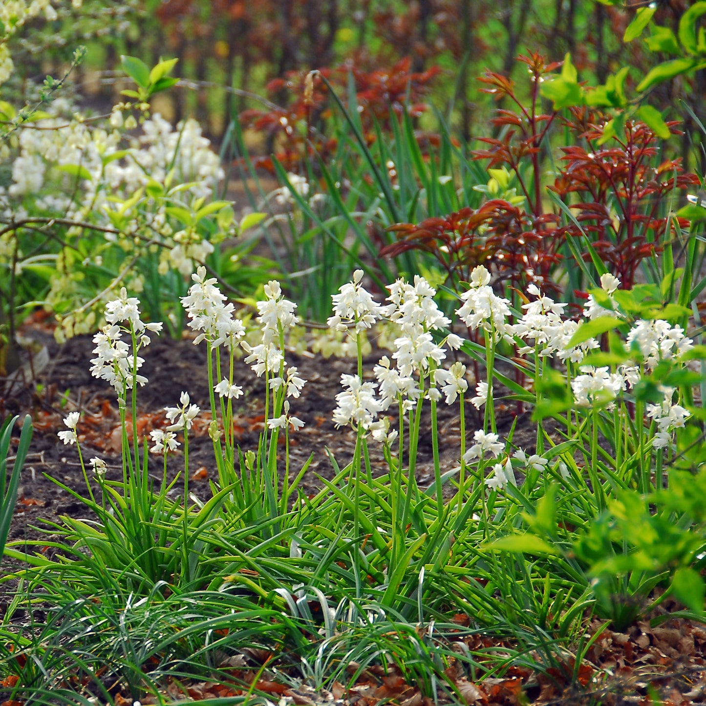 Spanish Bluebells - Hyacinthoides White