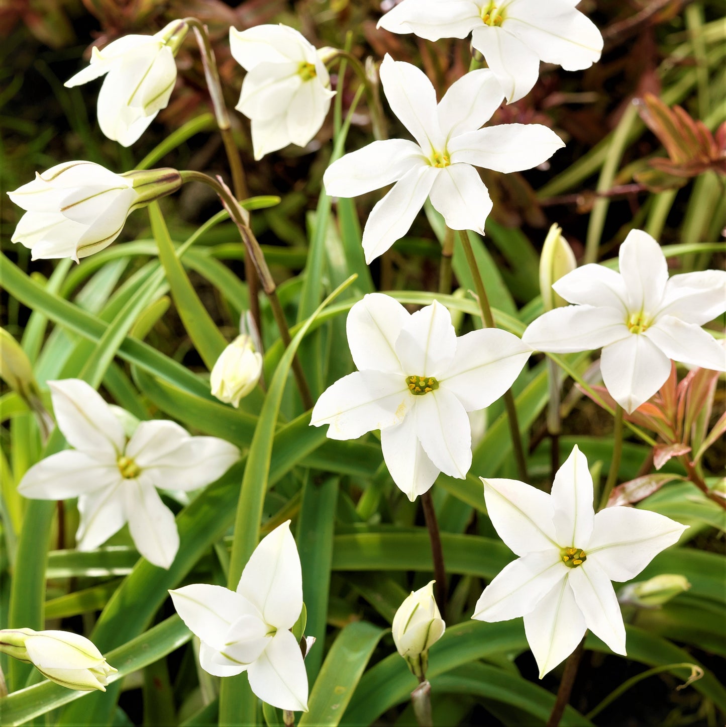 Crisp White Starflower Blooms