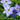 Blue Starflower Blooms