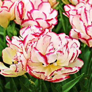 White Tulip Belicia, Edged in Pink for Contrast