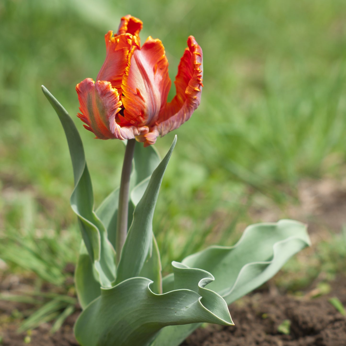 Blumex Tulip atop Rippled Green Foliage