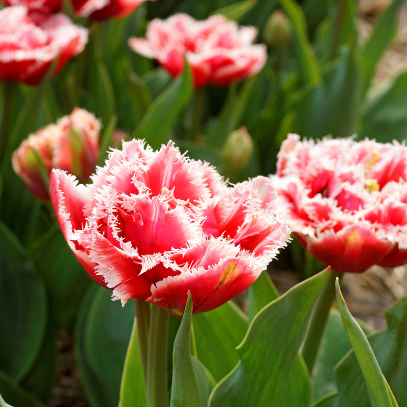 Red and White Fringed Tulip