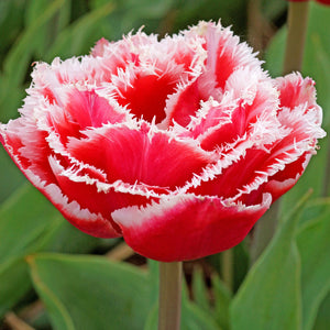 Fringed Red and White Brest Tulip