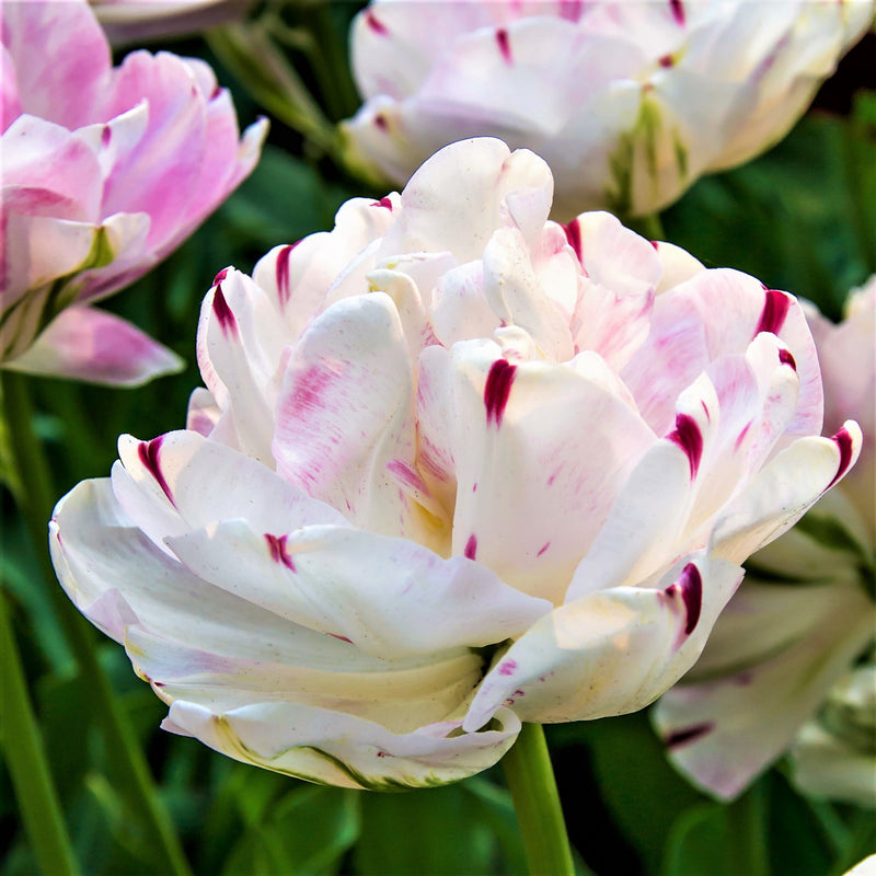 Beautiful White and Rosy-Pink Tulip
