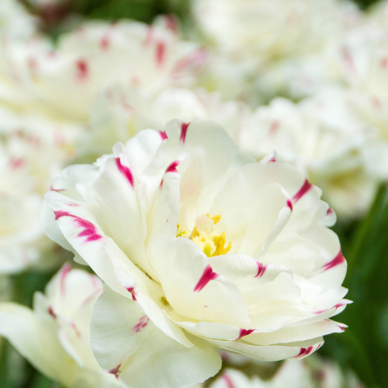 White and Pink Double-Flowering Tulip