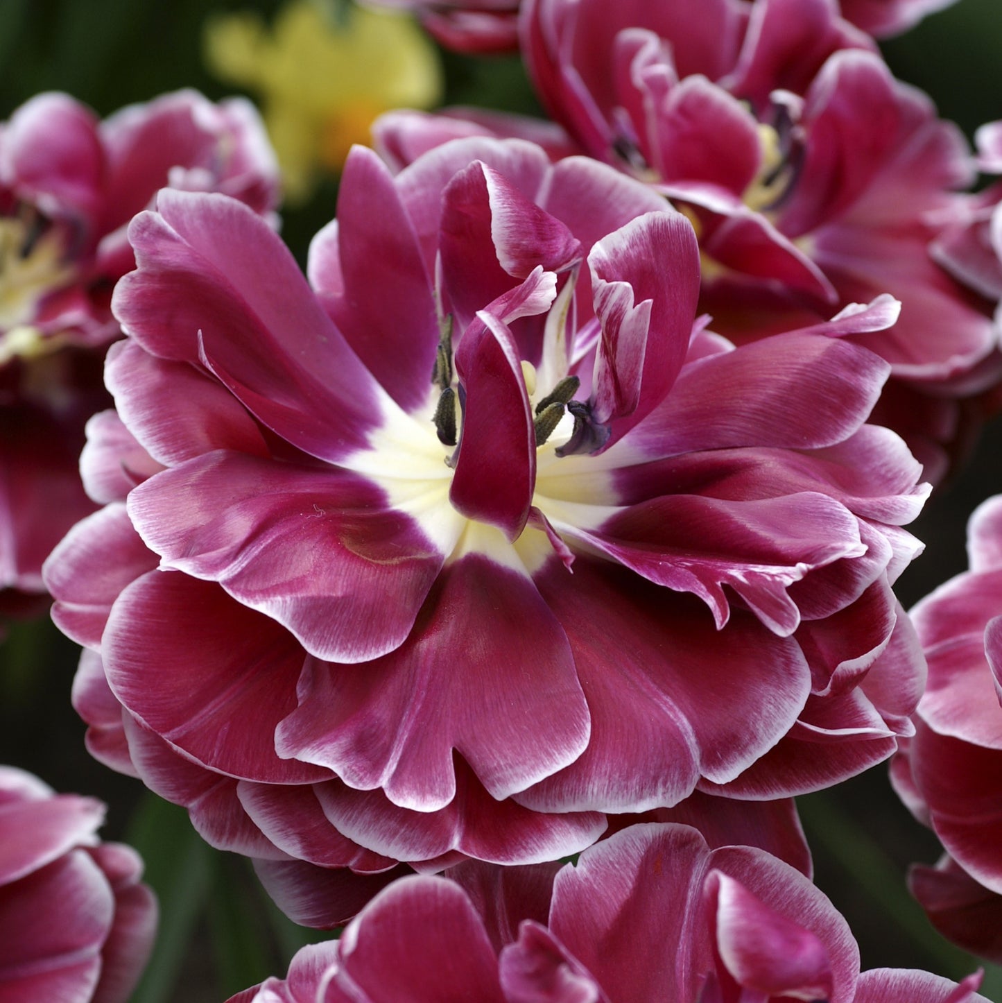 Fully-Bloomed Pink and White Tulip
