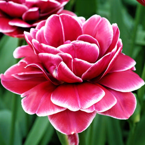 Rosy-Pink and White Tulip Dream Touch