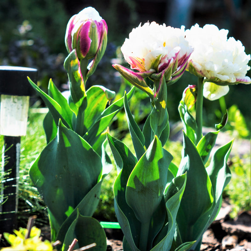 White and Magenta Ice Cream Tulip Blooms 