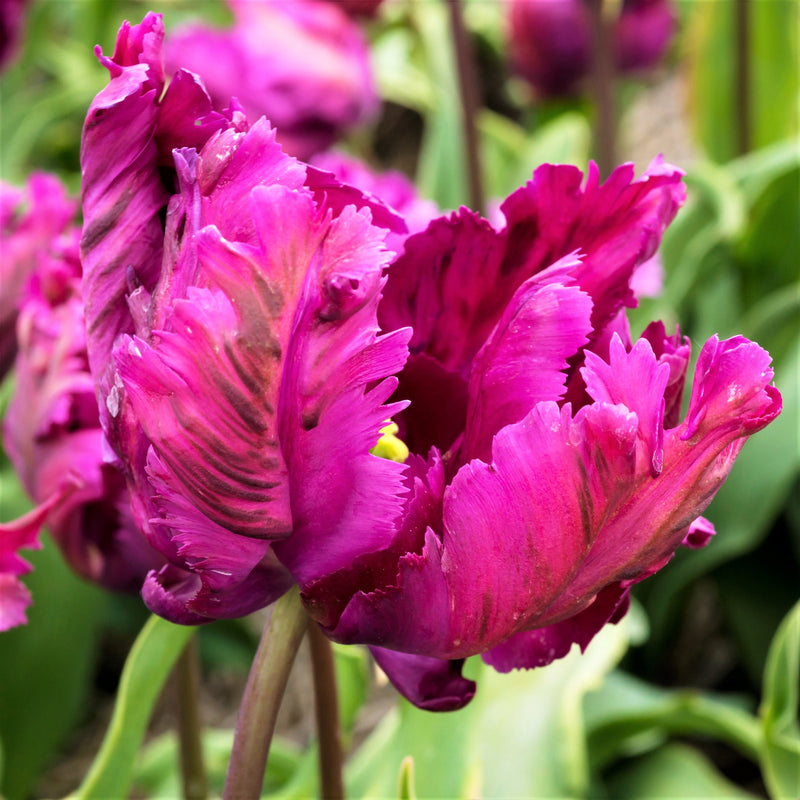 Pretty Deep Pink Ruffled Tulip