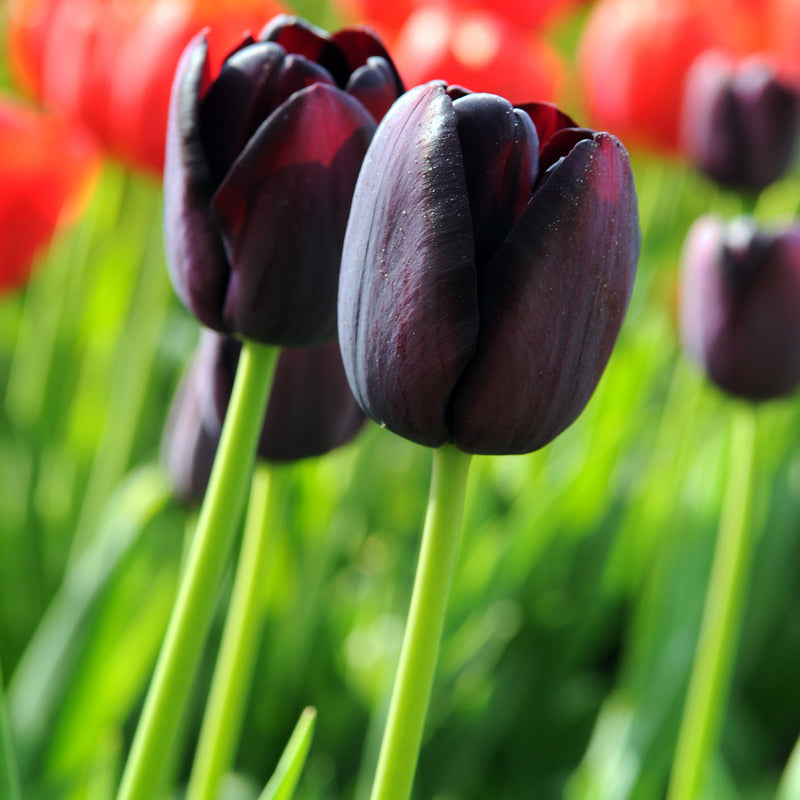 Deep Dark Purple Tulip