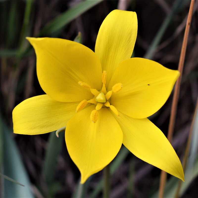 Golden Yellow Tulip Sylvestris