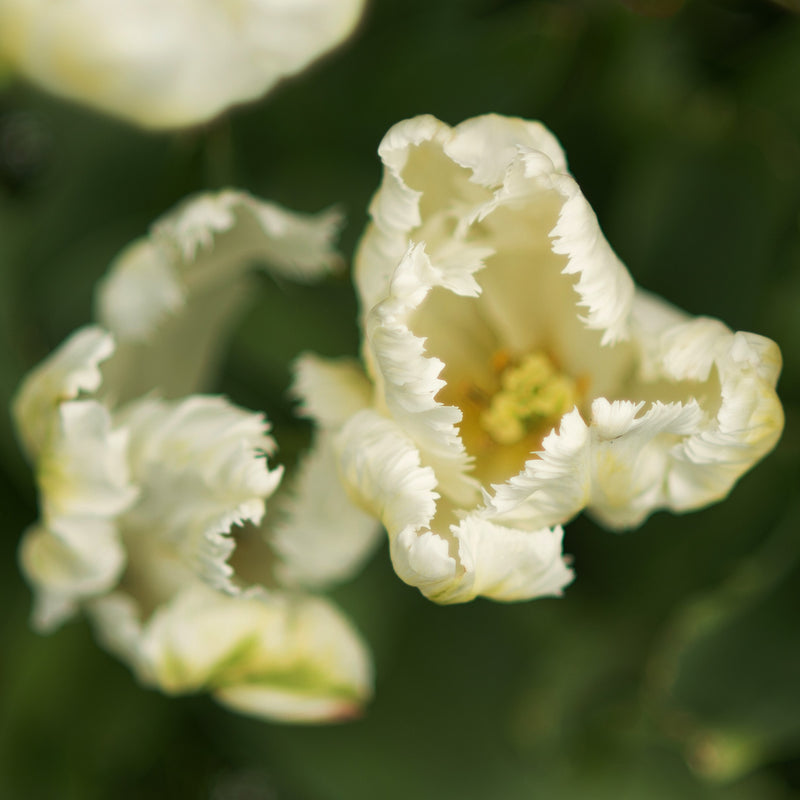 Top View of a Ruffly White Parrot Tulip