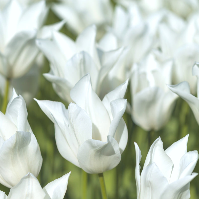 Ample Snowy White Tulips