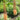 Blooming Orange Eremurus