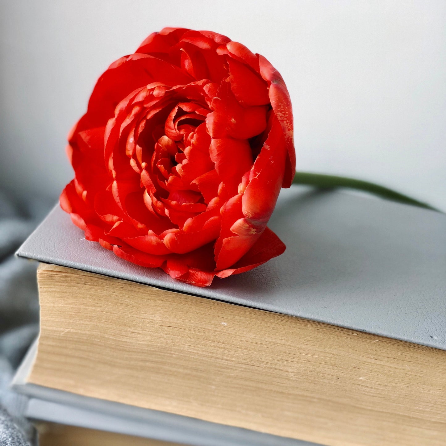 A Single Cut Red Tulip Abba